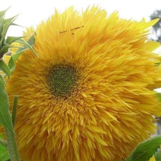 Hạt Hướng dương gấu bông