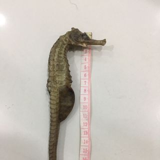 Cá Ngựa Khô Giá Sỉ cực cạnh tranh
