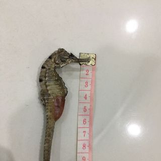 Cá Ngựa Khô Giá Sỉ cực cạnh tranh