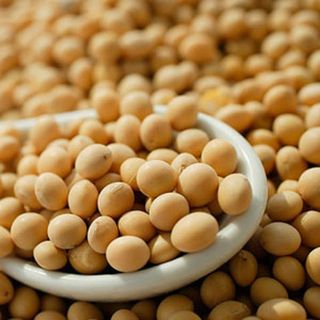 Đậu nành GMO (biến đổi gen) từ Mỹ