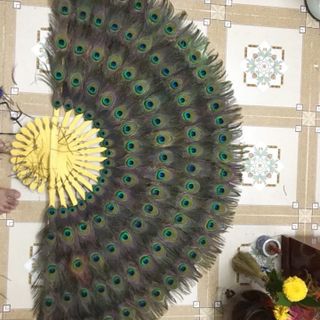 Lông công phong thuỷ