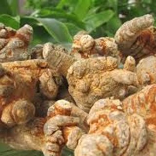 Tam Thất Bắc