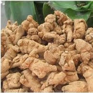 Tam Thất Bắc