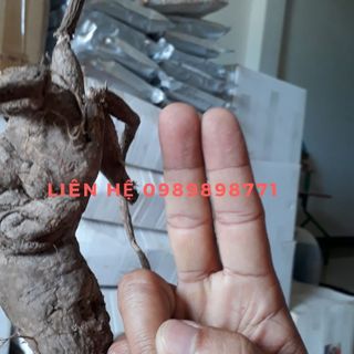 Sâm bố chính rừng Cam Ranh