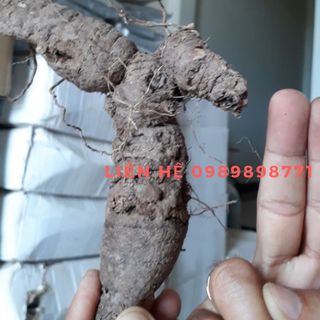 Sâm bố chính rừng Cam Ranh