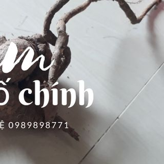 Sâm bố chính rừng Cam Ranh