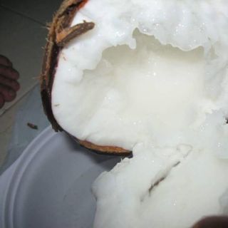 DỪA SÁP TRÀ VINH