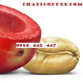 CÀ PHÊ HẠT NGUYÊN CHẤT 100 ARABICA