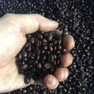 CÀ PHÊ HẠT NGUYÊN CHẤT 100 ARABICA