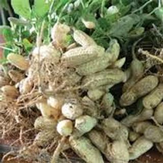 Lạc vỏ