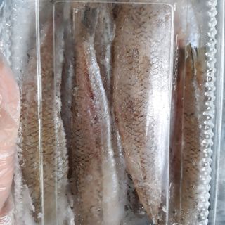 CÁ MỐI