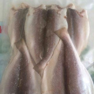 CÁ ĐÙ 1 NẮNG