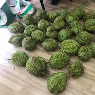 Sầu Riêng Ri 6