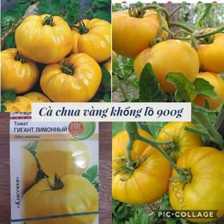 Cà Chua Vàng giá sỉ
