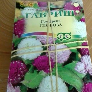 Cúc Bách Nhật