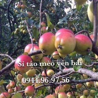 sỉ táo mèo yên báitáo mèo yên bái giá si