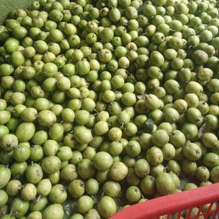sỉ táo mèo yên báitáo mèo yên bái giá si