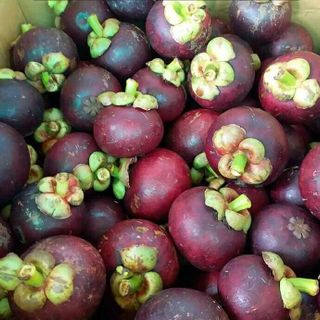 Măng cụt vườn cuối mùa