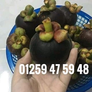 Măng cụt vườn cuối mùa