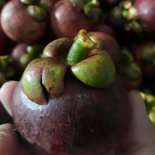 Măng loại I 9 trái 1kg