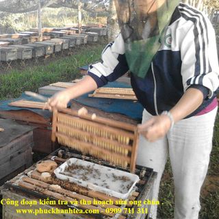 - SỮA ONG CHÚA FUKA - THẬT - GIÁ THÀNH CẠNH