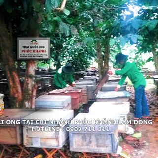 - SỮA ONG CHÚA FUKA - THẬT - GIÁ THÀNH CẠNH