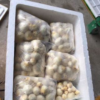mộng dừa đặc sản tuổi thơ