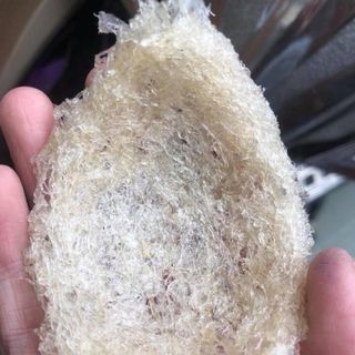 Yến sào tinh chế Hòn Nội
