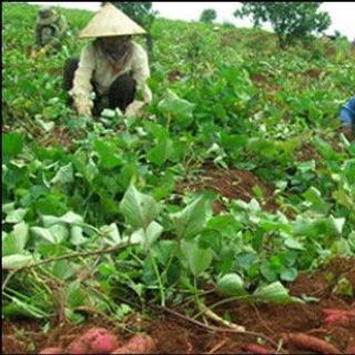 Khoai deo Quảng Bình