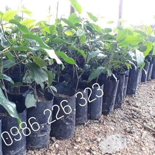 Cây giống tiêu lốp cây giống tiêu lốt