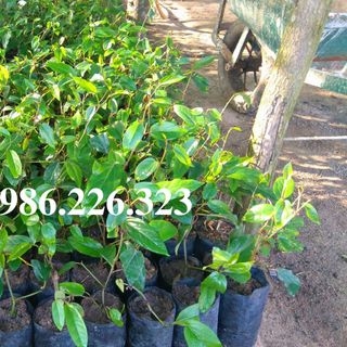 Cây giống tiêu lốp cây giống tiêu lốt