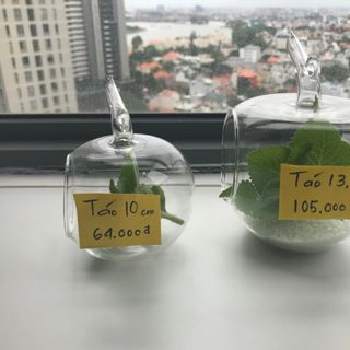 Chậu kiểng hình táo 10 cm