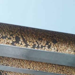 Gia công mầm đậu nành chỉ từ 70k1kg