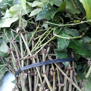 Dây giống tiêu lốp dây tiêu lốt