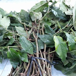 Dây giống tiêu lốp dây tiêu lốt