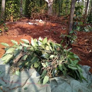 Dây giống tiêu lốp dây tiêu lốt