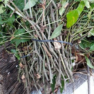 Dây giống tiêu lốp dây tiêu lốt