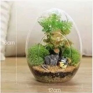 Chậu kiểng thủy tinh hình trứng 15cm