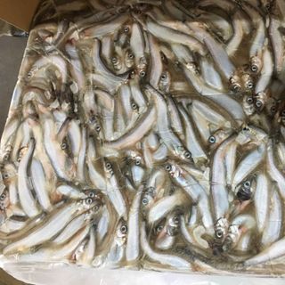Cá Trứng Nauy