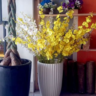 Hoa vải - Hoa Lan Vũ Nữ