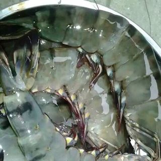 tôm sú tươi