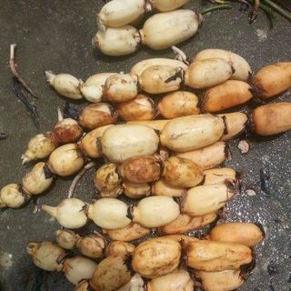 sỉ củ sen