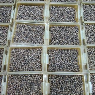 Tỏi Đen cô đơn 1 nhánh Việt Á hộp 300g