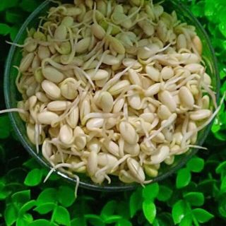 mầm đậu nành nguyên xơ