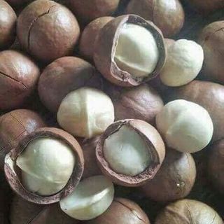 Hạt mắc ca