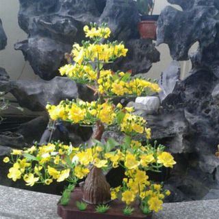 cây mai để bàn thờ 70 cm