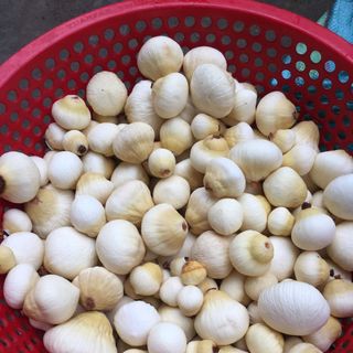 mộng dừa - Đặc sản ăn vặt