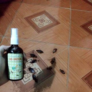 Tinh dầu chống côn trùng