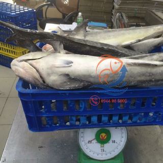 Cá bớp nguyên con