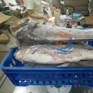 Cá bớp nguyên con